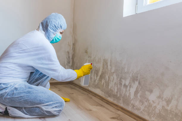 Licensed Basement Mold Remediation service in Haslett, MI - Car Mold Remediation