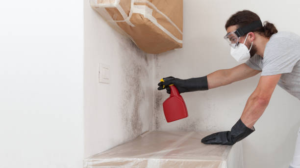 Professional Basement Mold Remediation technician working in Haslett, MI