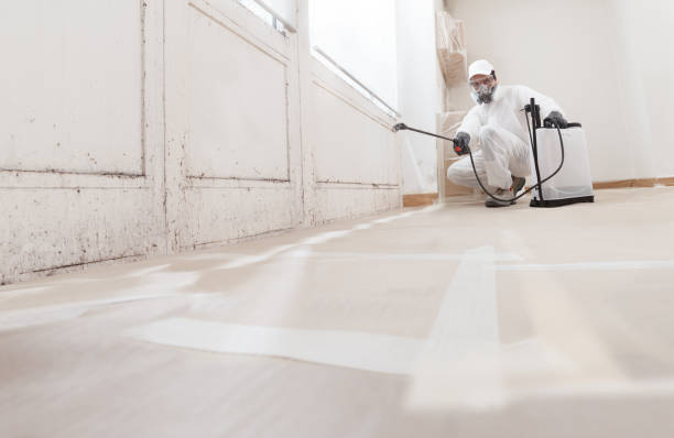 24/7 Emergency Basement Mold Remediation experts in Haslett, MI