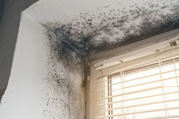 Affordable Basement Mold Remediation solutions in Haslett, MI